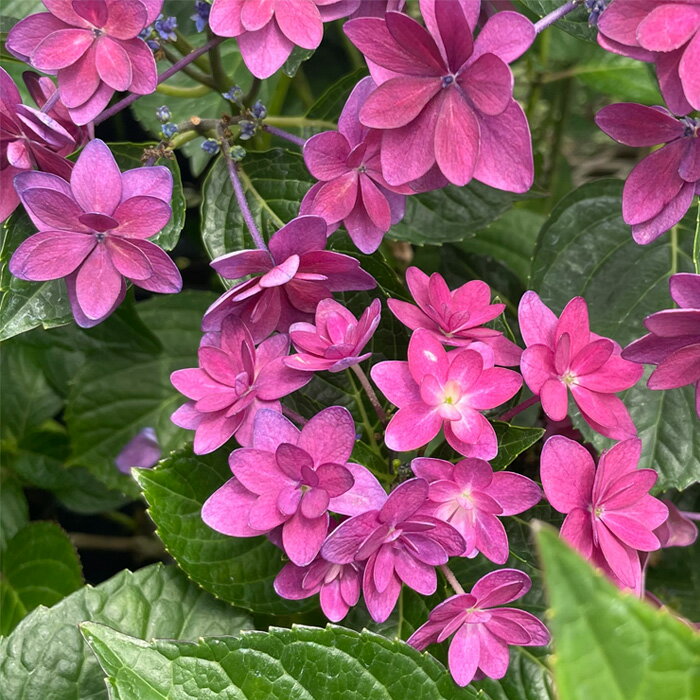 予約販売 アジサイ ダンスパーティーハッピー 7.5cmポット 苗 花苗 あじさい 紫陽花 加茂ガーデンアジサイ stm 10月下旬以降発送のサムネイル