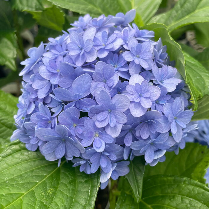 予約販売 アジサイ てまりてまり 7.5cmポット 苗 花苗 苗木 あじさい 紫陽花 加茂ガーデンアジサイ stm 10月下旬以降発送のサムネイル