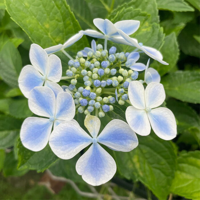 予約販売 アジサイ 水凪鳥 7.5cmポット 苗 花苗 あじさい 紫陽花 加茂ガーデンアジサイ stm 10月下旬以降発送のサムネイル