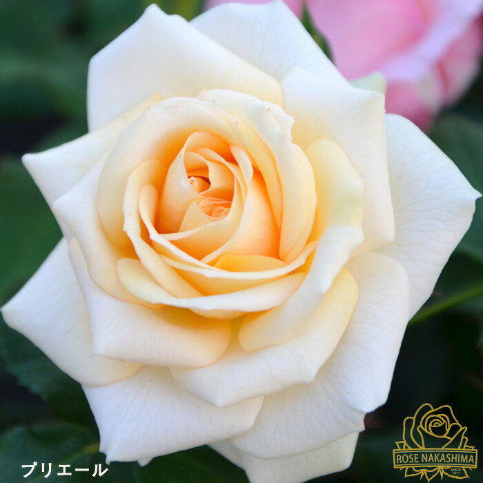 予約販売 バラ苗 バラ大苗 プリエール 薔薇 ばら 送料無料 ローズなかしま 大苗 黄色 rnso 2月中旬以降..