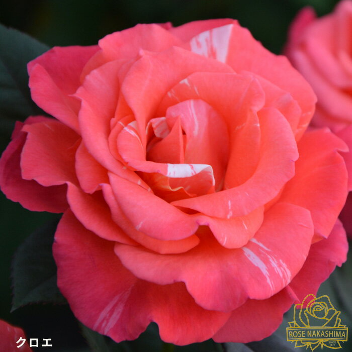 予約販売 バラ苗 バラ大苗 クロエ 薔薇 ばら 送料無料 ローズなかしま 大苗 オレンジ rnso 2月中旬以降発送