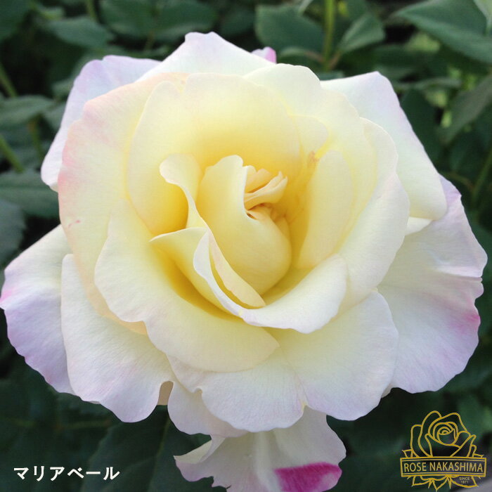 【楽天スーパーセール P5倍】 予約販売 バラ苗 バラ大苗 マリアベール 薔薇 ばら 送料無料 ローズなか..