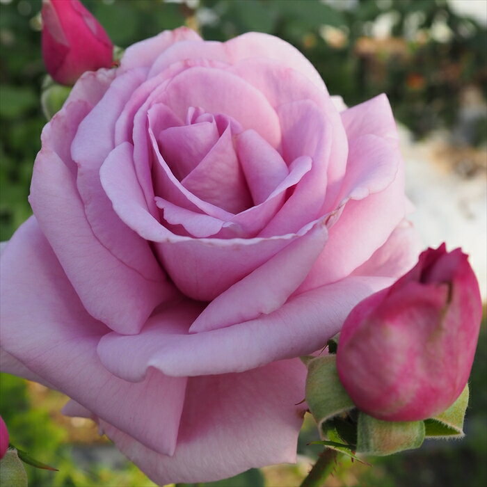 予約販売 バラ苗 バラ大苗 大輪 ブルーライト 四季咲き 薔薇 ばら 紫 troe 12月中旬以降発送のサムネイル