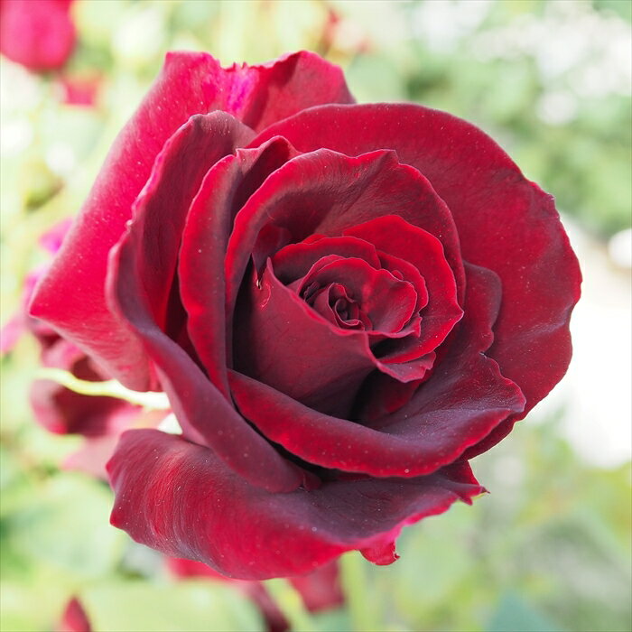 楽天市場】薔薇（カラーワインレッド）（ガーデニング・農業｜花