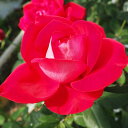 予約販売 バラ苗 バラ大苗 大輪 宴 四季咲き 薔薇 ばら 赤 troe 12月中旬以降発送(4)