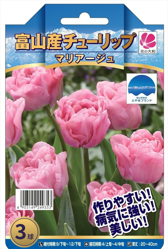 予約販売 花の大和 球根 富山のチューリップ マリアージュ 登録品種 4球 hyk 10月下旬以降発送のサムネイル