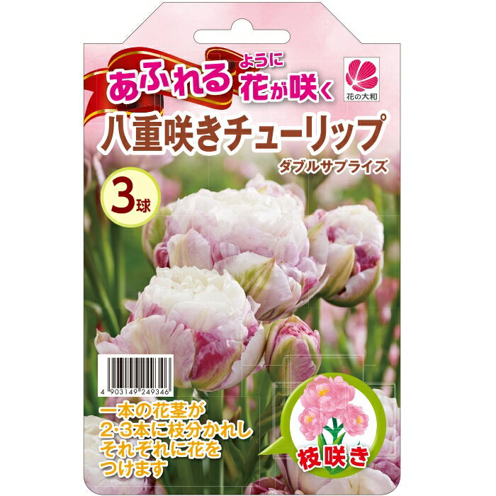 予約販売 花の大和 球根 あふれるように花が咲く八重咲チューリップ ダブルサプライズ 3球 10月中旬以降発送のサムネイル