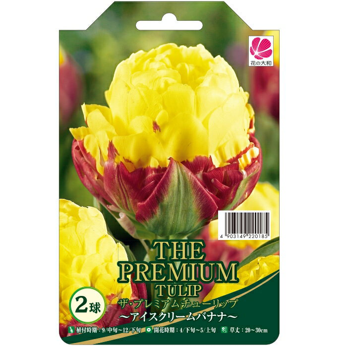 予約販売 花の大和 球根 ザ・プレミアムチューリップ アイスクリームバナナ 2球 10月中旬以降発送のサムネイル