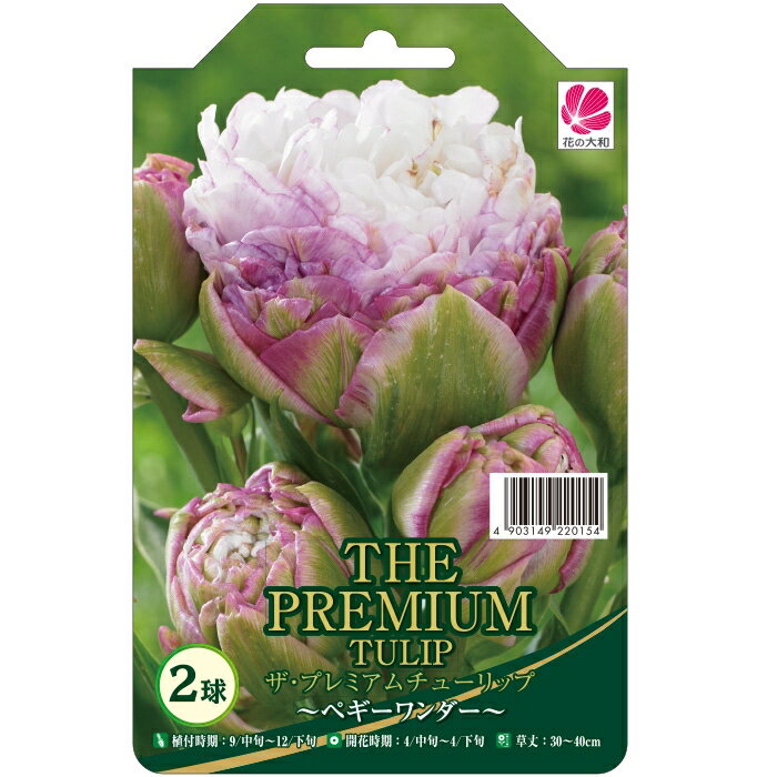 予約販売 花の大和 球根 ザ・プレミアムチューリップ ペギーワイダー 2球 10月中旬以降発送のサムネイル