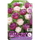 予約販売 花の大和 球根 デュオチューリップ 八重咲きピンク&パープル 6球(各3球) hyk 10月中旬以降発送