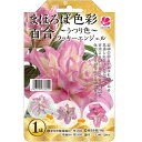 予約販売 花の大和 球根 まほろば色彩百合 ~うつり色~ ラッキーエンジェル 1球 百合 ゆり ユリ hyk 10月中旬以降発送