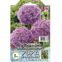 予約販売 花の大和 球根 ひとつの球根からふたつ以上の花が咲くアリアム パーティバル