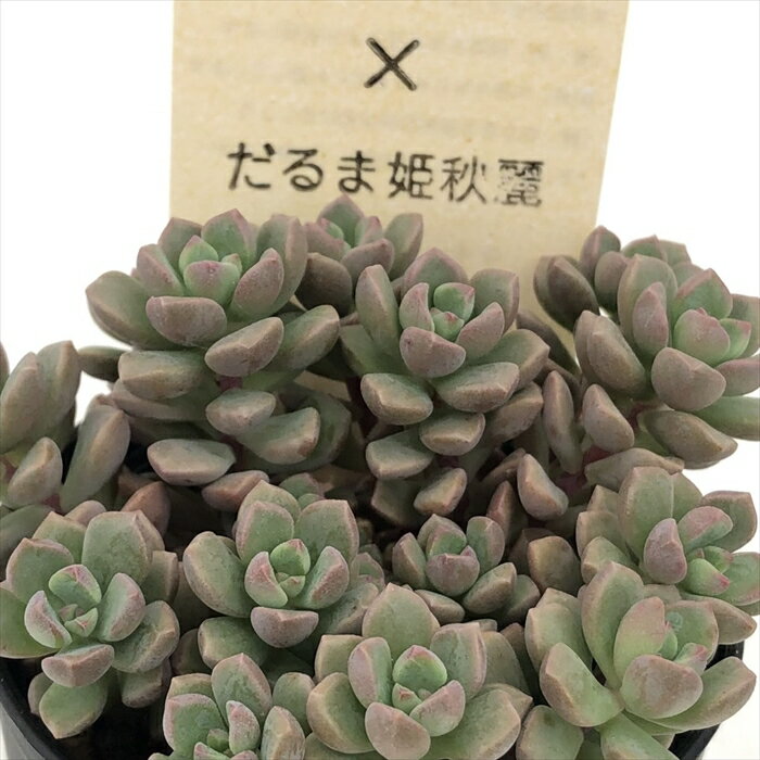 古都の葉さん・日本花キ流通さん販売会 | 年がら年中植物日和