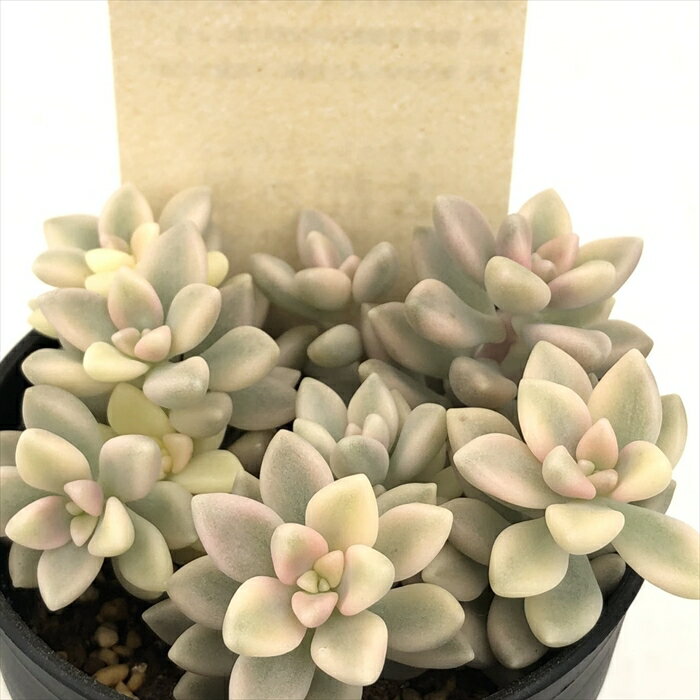 多肉植物 kthグラプトペタルム 姫秋麗錦 多肉植物 古都の葉さんの苗 グラプトペタルム ヒメシュウレイ錦 6cmポットのサムネイル