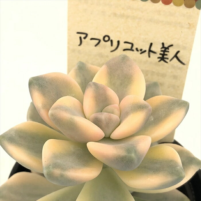 多肉植物 kthグラプトベリア アプリコット美人 多肉植物 グラプトベリア ティテュバンス錦 6cmポット 古都の葉さんの苗のサムネイル