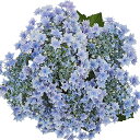 予約販売 アジサイ フロリア 10.5cmポット ハイドランジア 苗 花苗 苗木 あじさい 紫陽花 szi 10月下旬以降発送