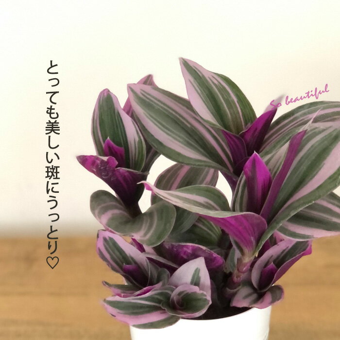 観葉植物 トラディスカンチア ナヌーク 2.5号 観葉植物 小型 小さい 室内 贈り物 ...