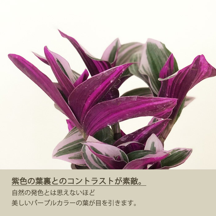 観葉植物 トラディスカンチア ナヌーク 2.5号 観葉植物 小型 小さい 室内 贈り物 ...