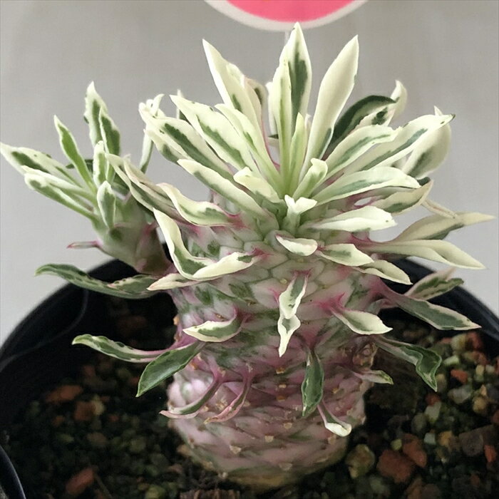 楽天市場】ユーフォルビア 多肉(種類(植物)サボテン)の通販 楽天市場】ユーフォルビア 多肉(種類(植物)サボテン)の通販