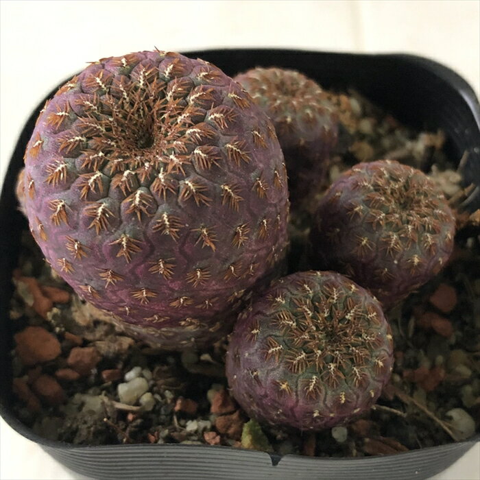 多肉植物 caサボテン ラウシー 多肉植物 7.5cmポットのサムネイル