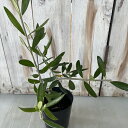 予約販売 オリーブ パラゴン 10.5cmポット 観葉植物 オリーブの木 苗 シンボルツリー 庭木 果樹 mto 4月下旬以降発送