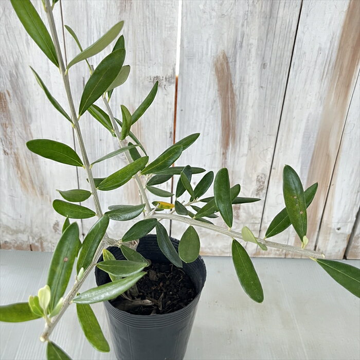 オリーブ マンザニロ 10.5cmポット 観葉植物 オリーブの木 苗 シンボルツリー 庭木 果樹 mto