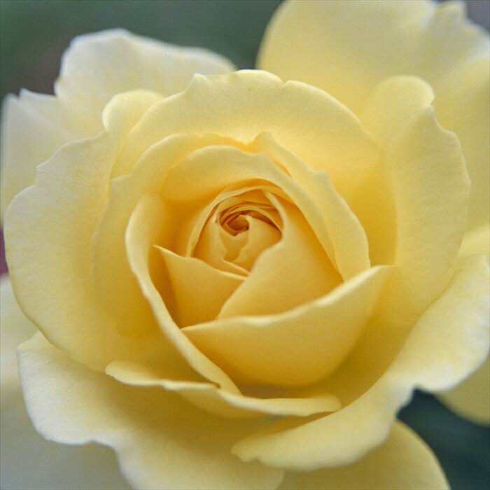 予約販売 バラ苗 バラ大苗 河本バラ園 イエローエタニティ 四季咲き 薔薇 ばら 送料無料 黄色 tko 2月中旬以降発送