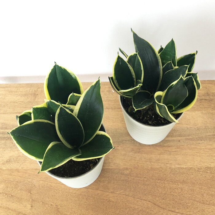 観葉植物 サンスベリア ハニーバニー 4号 観葉植物 小型 小さい 室内 贈り物 プレ...