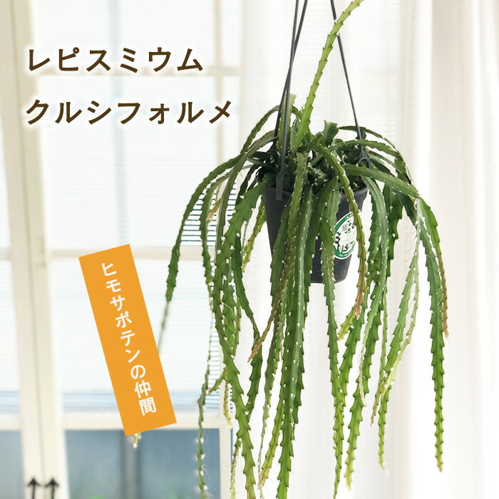 予約販売 観葉植物 レピスミウム クルシフォルメ 4号 吊り鉢 吊り下げ ハンギング 送料無料 観葉植物 室内 贈り物 プレゼント インテリア おしゃれ hni 3月中旬以降発送