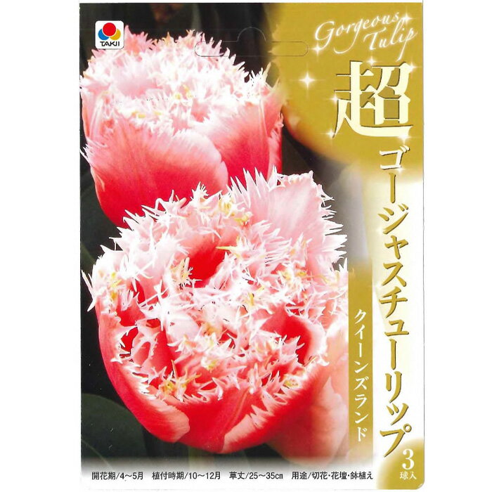 球根 クイーンズランド 超ゴージャスチューリップ 3球 tkqのサムネイル
