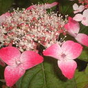 予約販売 山アジサイ 紅 9cmポット 苗 花苗 苗木 山あじさい ヤマアジサイ 山紫陽花 far 10月下旬以降発送