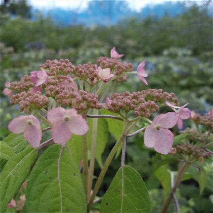 予約販売 山アジサイ 夕鶴 9cmポット 苗 花苗 苗木 山あじさい 山紫陽花 far 10月下旬以降発送のサムネイル