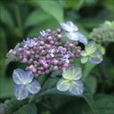 予約販売 山アジサイ 緑風 9cmポット 苗 花苗 苗木 山あじさい ヤマアジサイ 山紫陽花 far 10月下旬以降発送