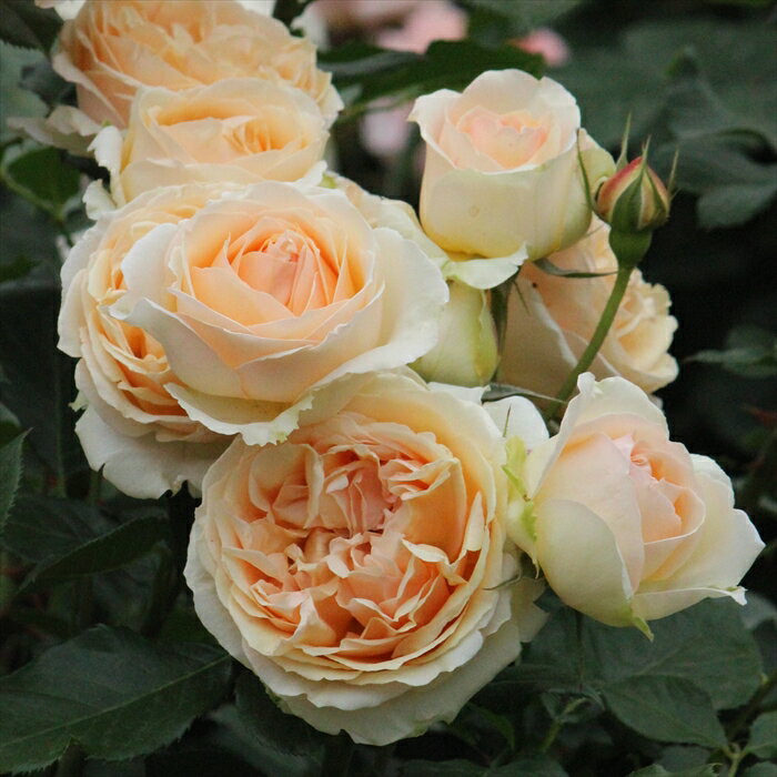 予約販売 バラ苗 バラ大苗 ギヨー ジェヌヴィエーヴオルシ 繰り返り咲き 薔薇 ばら 送料無料 オレンジ ommo 2月中旬以降発送のサムネイル