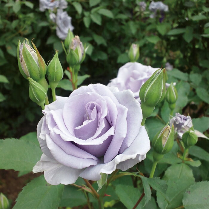 予約販売 バラ苗 バラ大苗 禅ローズ オンディーナ 四季咲き 薔薇 ばら 送料無料 紫 ommo 2月中旬以降発送