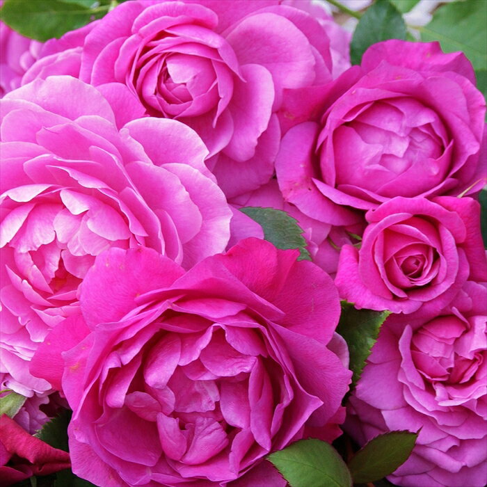 予約販売 バラ苗 バラ大苗 京阪園芸 フィネス 四季咲き 薔薇 ばら 送料無料 ピンク kho 2月中旬以降発送