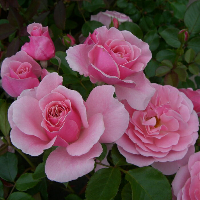 予約販売 バラ苗 バラ大苗 寺西コレクション ピンクストリーム 四季咲き 薔薇 ばら 送料無料 ピンク kj..