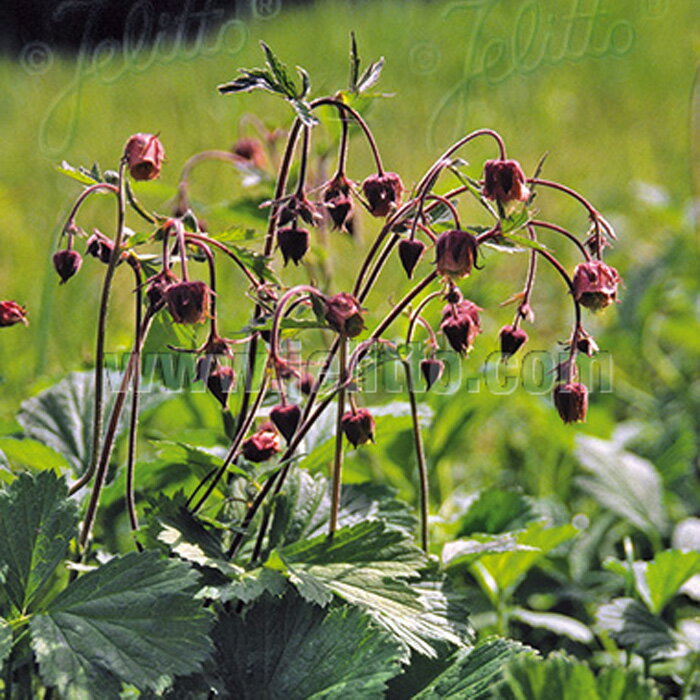 予約販売 ゲウム 苗 リヴァレ 9cmポット 多年草 ガーデニング 花苗 宿根草苗 atm 11月中旬以降発送のサムネイル