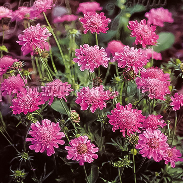 スカビオサ 苗 コルンバリア ピンクッションピンク 9cmポット 多年草 ガーデニング 花苗 宿根草苗 atm