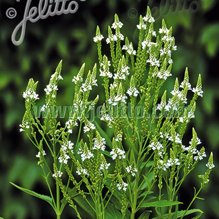 予約販売 バーベナ 苗 ハスタータ ホワイトスパイヤー 9cmポット 多年草 ガーデニング 花苗 宿根草苗 atm 11月中旬以降発送のサムネイル