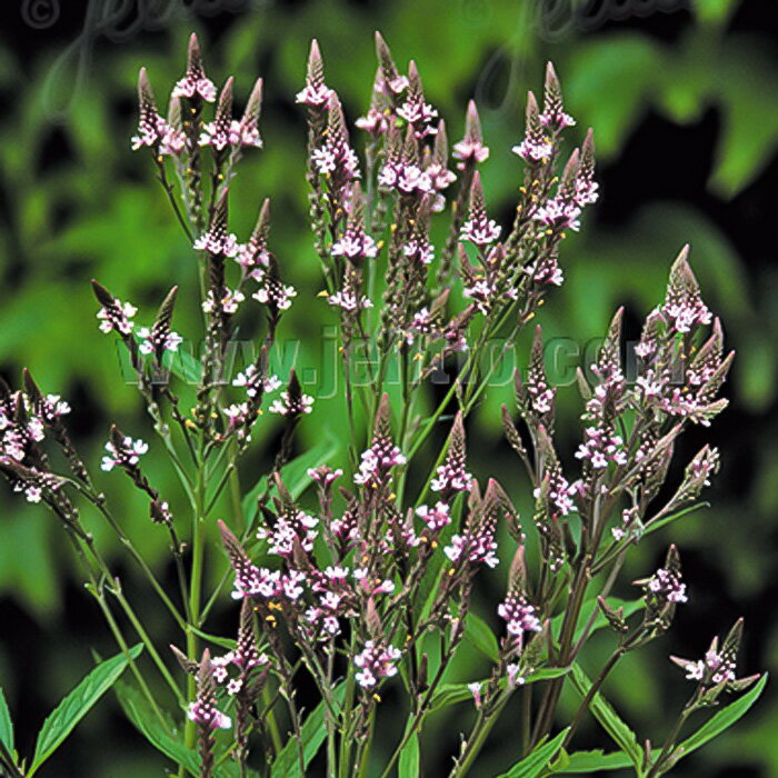 予約販売 バーベナ ハスタータ ピンクスパイヤー 9cmポット 宿根草苗 ガーデニング 多年草 atm 11月中旬以降発送のサムネイル