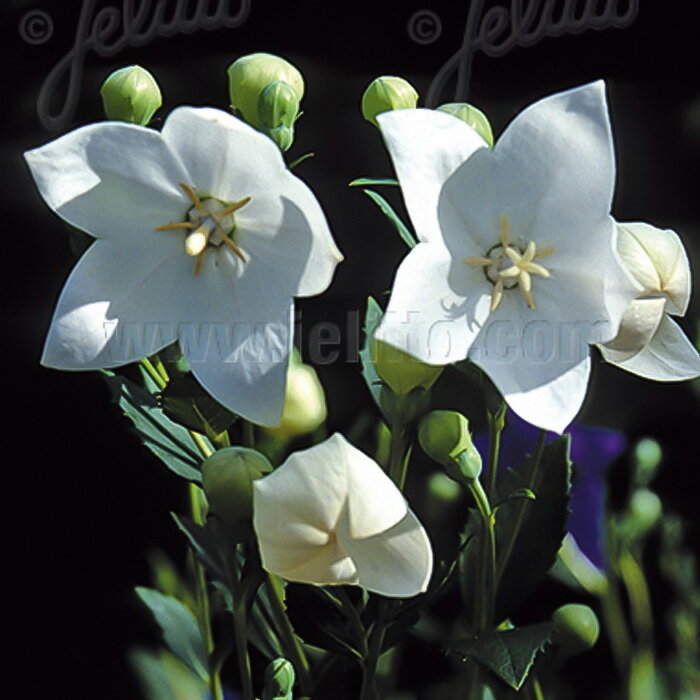 予約販売 キキョウ 苗 フジホワイト 9cmポット 多年草 ガーデニング 花苗 宿根草苗 atm 11月中旬以降発送のサムネイル