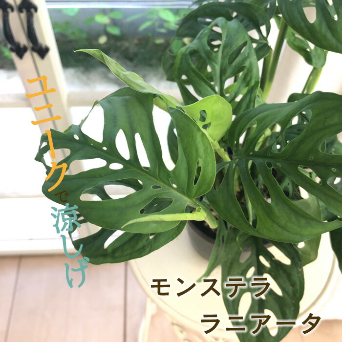 モンステラ ラニアータ 4号鉢 吊り鉢 観葉植物 インテリア