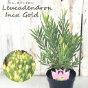 予約販売 リューカデンドロン インカゴールド 5号鉢 Inca Gold オージープランツ 苗木 花木 ygc 10月中旬以降発送(4)