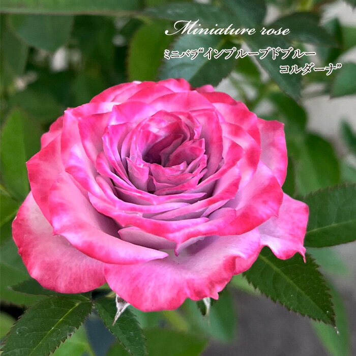 予約販売 ミニバラ インプルーブドブルーコルダーナ 3号ポット バラ 薔薇 バラ苗 苗 mnu 10月下旬以降発送のサムネイル