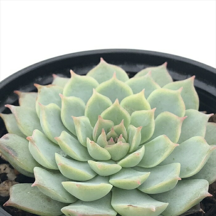 多肉植物 hmエケベリア シャーロットローズ 多肉植物 エケベリア 6cmポットのサムネイル