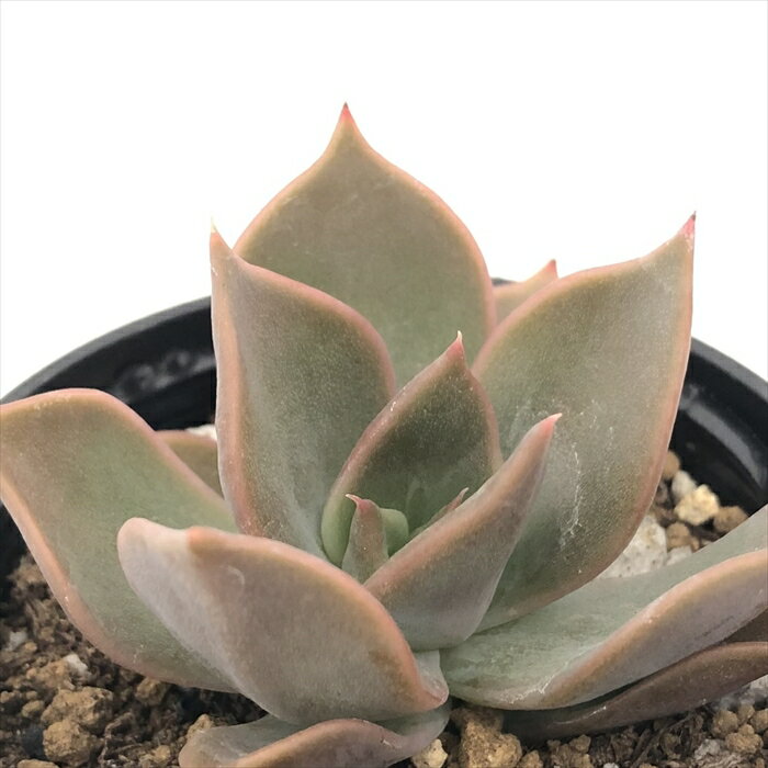 多肉植物 hmエケベリア エンリッチ 多肉植物 エケベリア 6cmポットのサムネイル