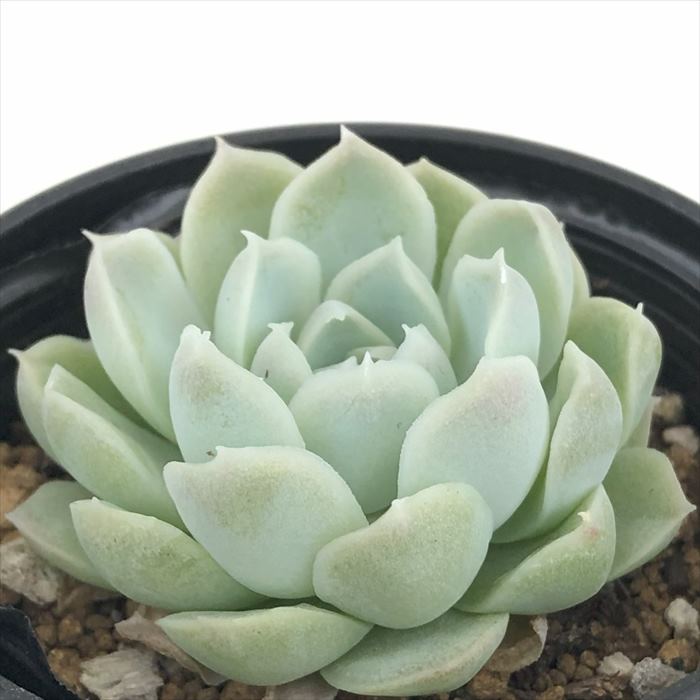 多肉植物 hmエケベリア 月影×アルバ 多肉植物 エケベリア 6cmポットのサムネイル