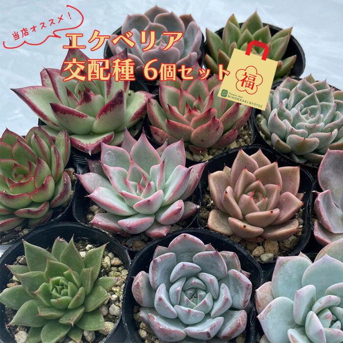 【お買い物マラソン限定】 多肉植物 エケベリア 交配苗6個セット 期間限定 福袋 送料無料