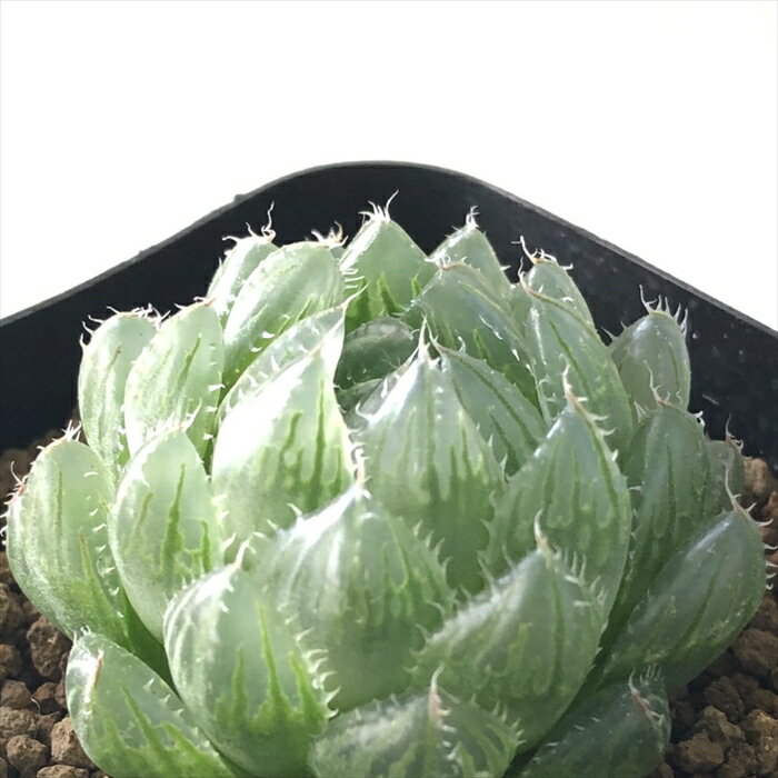 多肉植物 kubハオルチア H.picturataN1選抜タイプ ピクツラータ 多肉植物 ハオルチア 7.5cmポットのサムネイル